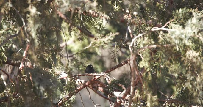 Dark Eyed Junco