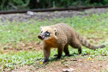 Nasua, Coati