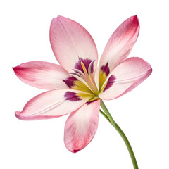 Fototapeta premium pink water lily