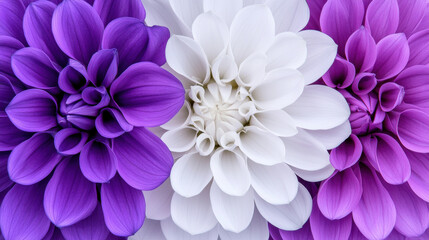 Obraz premium A vibrant display of purple, white, and pink flowers, showcasing intricate petals and a fresh, natural beauty.
