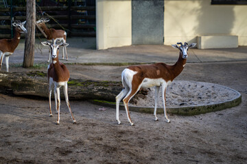Two Arabian gazelles gracefully stand in a sandy zoo enclosure, their coats a mix of rich brown and crisp white.