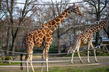 Obraz premium A pair of giraffes gracefully stand in their zoo enclosure on a sunny day, their unique coat patterns visible.