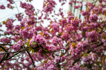 Close-up view of numerous delicate pink cherry blossoms in full bloom, creating a breathtaking scene of springtime beauty.