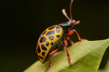Leopard Beetle Calligrapha polyspila in Natural Habitat
