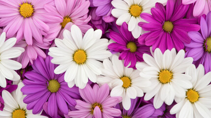Fototapeta premium A vibrant display of daisies in shades of pink, purple, and white, showcasing their delicate petals and cheerful appearance.