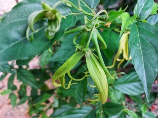 Cananga odorata - Ylang ylang flowers on tree
