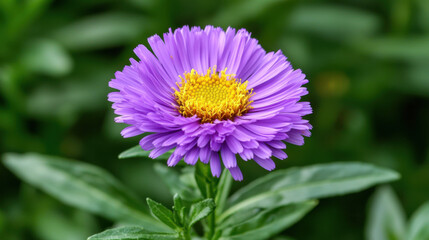 A vibrant purple flower with a golden center, surrounded by lush green leaves, showcasing nature's beauty in a close-up view.