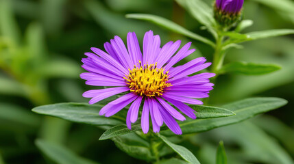 Fototapeta premium A vibrant purple flower with yellow center surrounded by green leaves, showcasing natural beauty in a lush garden setting.