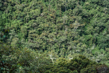 Fototapeta premium Andean forest in Colombia near the Cocora Valley in Salento Quindío. Beautiful mountain landscape with tall trees and greens of many shades.