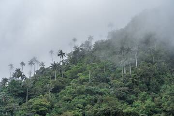 Palm Trees of Cocora Valley Clouds and Subtropical Andean Cordillera in Salento, Colombia