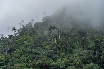 Palm Trees of Cocora Valley Clouds and Subtropical Andean Cordillera in Salento, Colombia