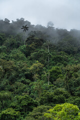 Palm Trees of Cocora Valley Clouds and Subtropical Andean Cordillera in Salento, Colombia