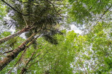 Fototapeta premium Tree-lined path in a colonial town in Colombia, surrounded by wax palms in a green and natural environment. Salento town, Quindio, Colombia.