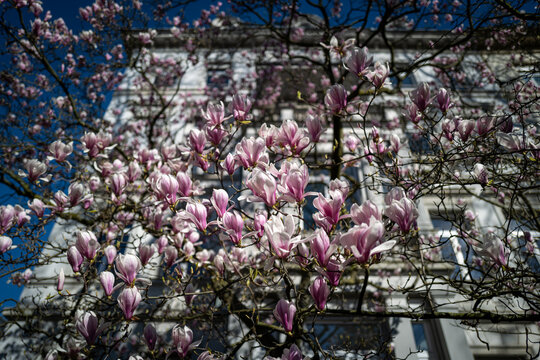 A magnolia tree in full bloom displays its vibrant pink blossoms against a building's backdrop, creating a beautiful springtime scene.