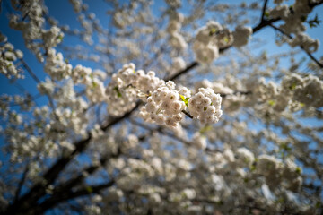 Close-up of a branch laden with clusters of small, delicate white blossoms, basking in the bright sunlight against a clear blue sky.