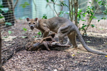 A watchful Fossa, a unique carnivorous mammal from Madagascar, stands alert near a log in its enclosure.