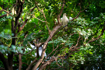 Serene white bird delicately perched on a tree branch, surrounded by vibrant green foliage.