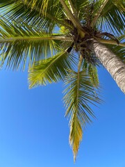 Obraz premium coconut tree