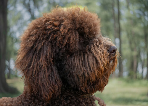 Barbet profile