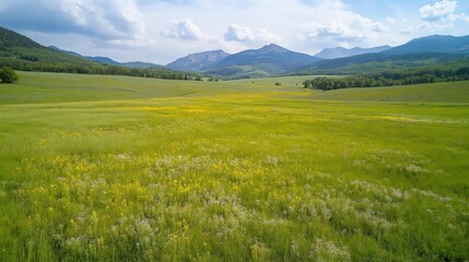 Fototapeta premium Sunlit Meadow, Wildflowers, and Distant Mountains