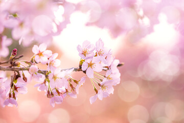Naklejka premium 桜花アップ