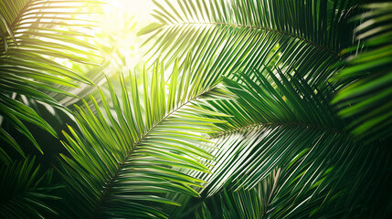 Obraz premium Tropical Green Palm Leaves, Natural Sunlight Background, Vibrant Botanical Backdrop, Eco-Friendly Design, Lush Jungle Foliage, Exotic Greenery
