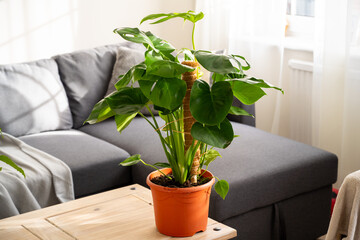 Monstera deliciosa baby small indoor plants, tropical plants with beautiful sunset light