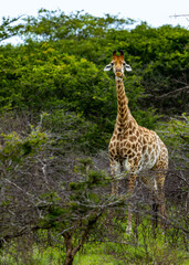 giraffe in the wild