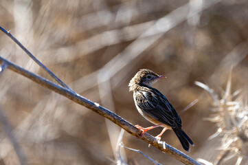 red backed shrike on branch