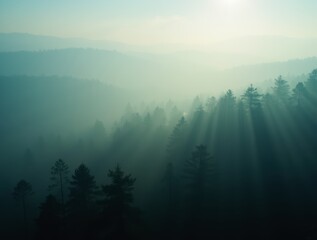 Obraz premium Sun rays illuminating misty forest landscape in the morning