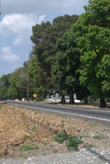 Una gran cantidad de flores,algunas cultivadas muchisimas otras engalanan los caminos creciendo silvestres.