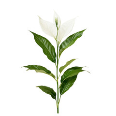 beautiful peace lily plant with large green leaves and white flowers, perfect for indoor decoration and enhancing home aesthetics