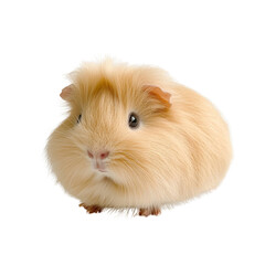 Fototapeta premium Fluffy light colored guinea pig sitting on transparency background, showcasing its adorable features and soft fur. This small pet is perfect for animal lovers