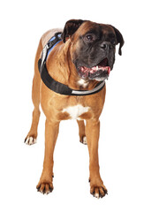 Obraz premium Cute service dog in vest on white background