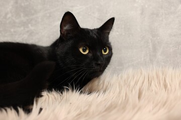 Cute black cat lying on rug, closeup. Adorable pet