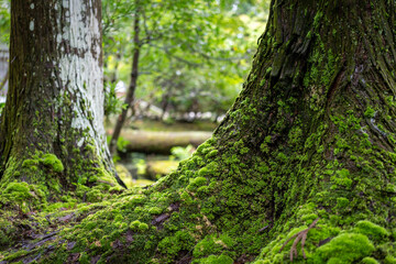 Obraz premium Serene forest scene: Ancient trees covered in vibrant green moss, showcasing nature's peaceful beauty.