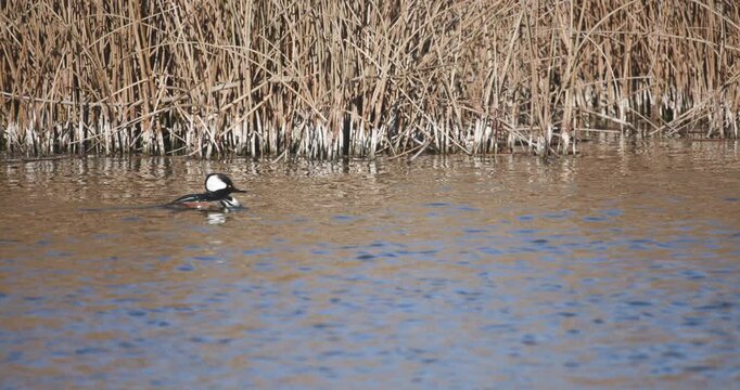 Hooded Merganser Swimming in a Pond