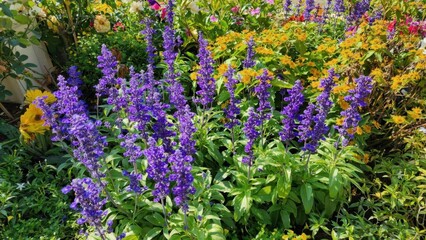 Vibrant Purple Flowers Surrounded by Colorful Blooms in Garden © Chayan