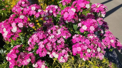 Fototapeta premium Vibrant Pink and White Flowers Blooms in Spring Garden Scene