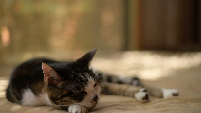 簾のかかった窓辺でしっぽを振りながらまどろむキジ猫