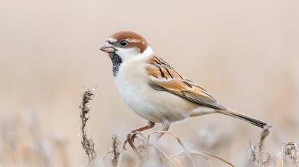 Eurasian Tree Sparrow perched on dry grass, blurred background, wildlife photography