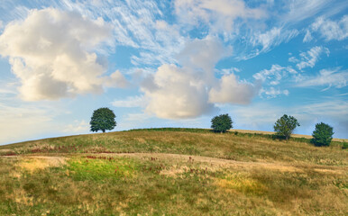 Trees, grass field and nature with cloudy blue sky on farmland for natural growth or sustainability. Empty, landscape and foliage with greenery for eco conservation or agriculture in countryside