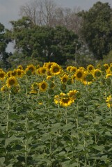 Una gran cantidad de flores,algunas cultivadas muchisimas otras engalanan los caminos creciendo silvestres.