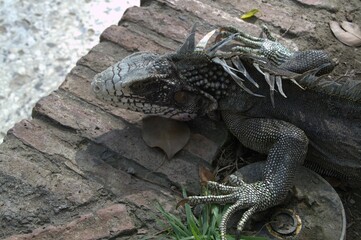 Multiples plazas en toda la inmensidad del estado con sus estatuas y frondosos arboles que refrescan el lugar y sirven para reunirse,comer y hasta de hogar a las iguanas!