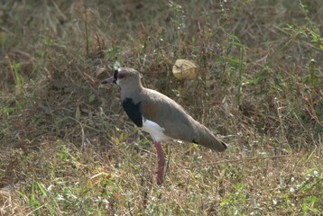 Aves en el Estado Portuguesa.
Una gran cantidad y variedad de aves en el Estado Portuguesa,entre ellos gavilanes,garzas,palomas etc.
