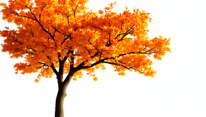 Digital png illustration of tree with autumn leaves on transparent background, angled photoshot. isolated with white shades