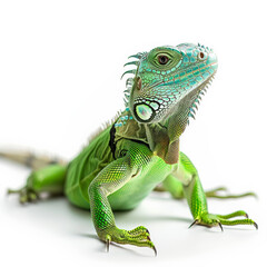 Obraz premium green iguana showcasing vibrant colors and intricate patterns