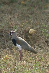 Aves en el Estado Portuguesa.
Una gran cantidad y variedad de aves en el Estado Portuguesa,entre ellos gavilanes,garzas,palomas etc.