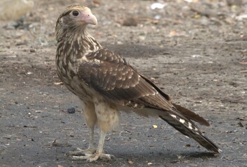 Aves en el Estado Portuguesa.
Una gran cantidad y variedad de aves en el Estado Portuguesa,entre ellos gavilanes,garzas,palomas etc.