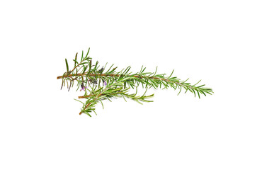 Rosemary sprig flowering isolated on white background. Aromatic evergreen shrub